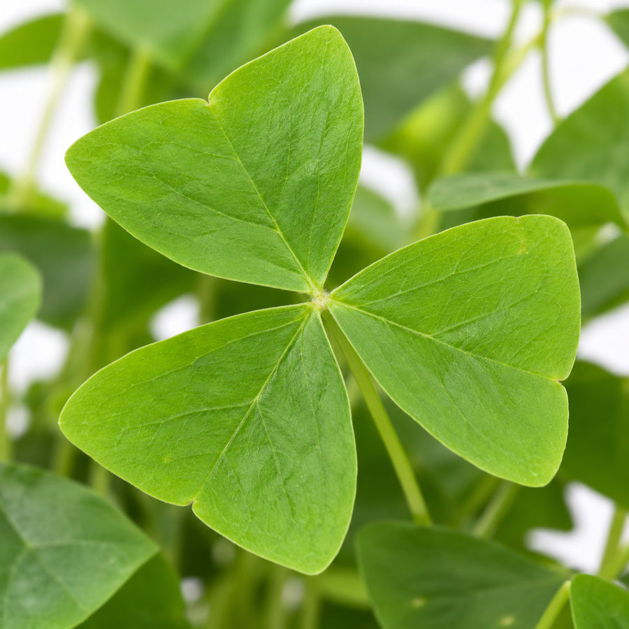 Oxalis False Shamrock Mix  5