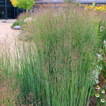 A full shot of a clump of Panicum virgatum 'Heavy Metal' (Switchgrass) with its characteristic blue-green leaves and reddish, open panicles, growing in a garden with other flowering plants.