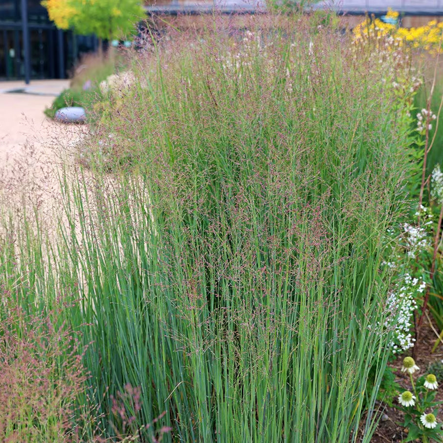 Panicum virgatum Heavy Metal A full shot of a clump of Panicum virgatum 'Heavy Metal' (Switchgrass) with its characteristic blue-green leaves and reddish, open panicles, growing in a garden with other flowering plants. 1