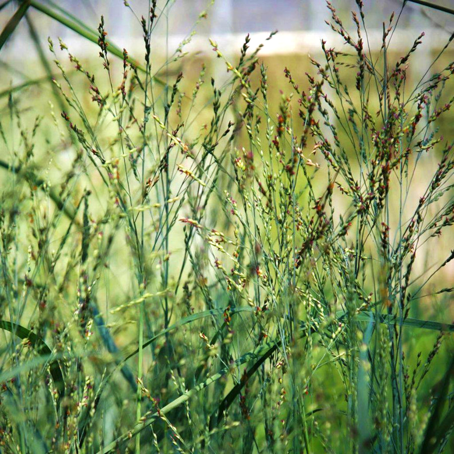 Panicum virgatum Heavy Metal A close-up of Panicum virgatum showing its linear leaves and delicate, reddish seed heads. 2