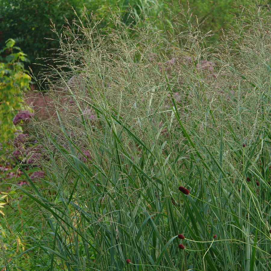 Panicum virgatum Heavy Metal A close-up of Switchgrass (Panicum virgatum) showing its upright growth habit, linear leaves, and delicate, reddish seed heads held above the foliage. 3