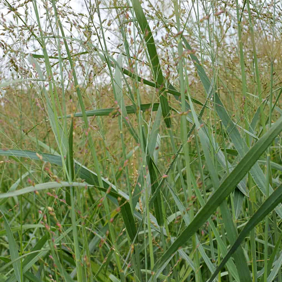 Panicum virgatum Heavy Metal A detailed view of a grass with upright growth, highlighting its leaves and the open, airy structure of its seed heads. 4