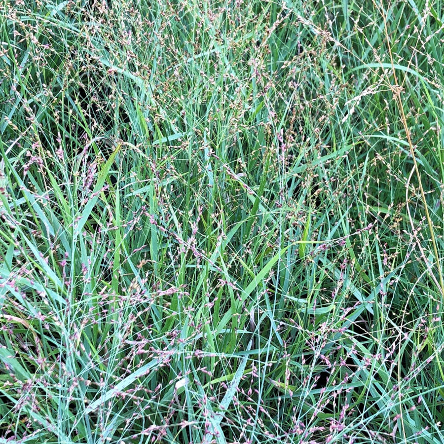 Panicum virgatum Heavy Metal A detailed view of a blueish-green grass with upright growth, highlighting its leaves and the open, airy structure of its seed heads. 5