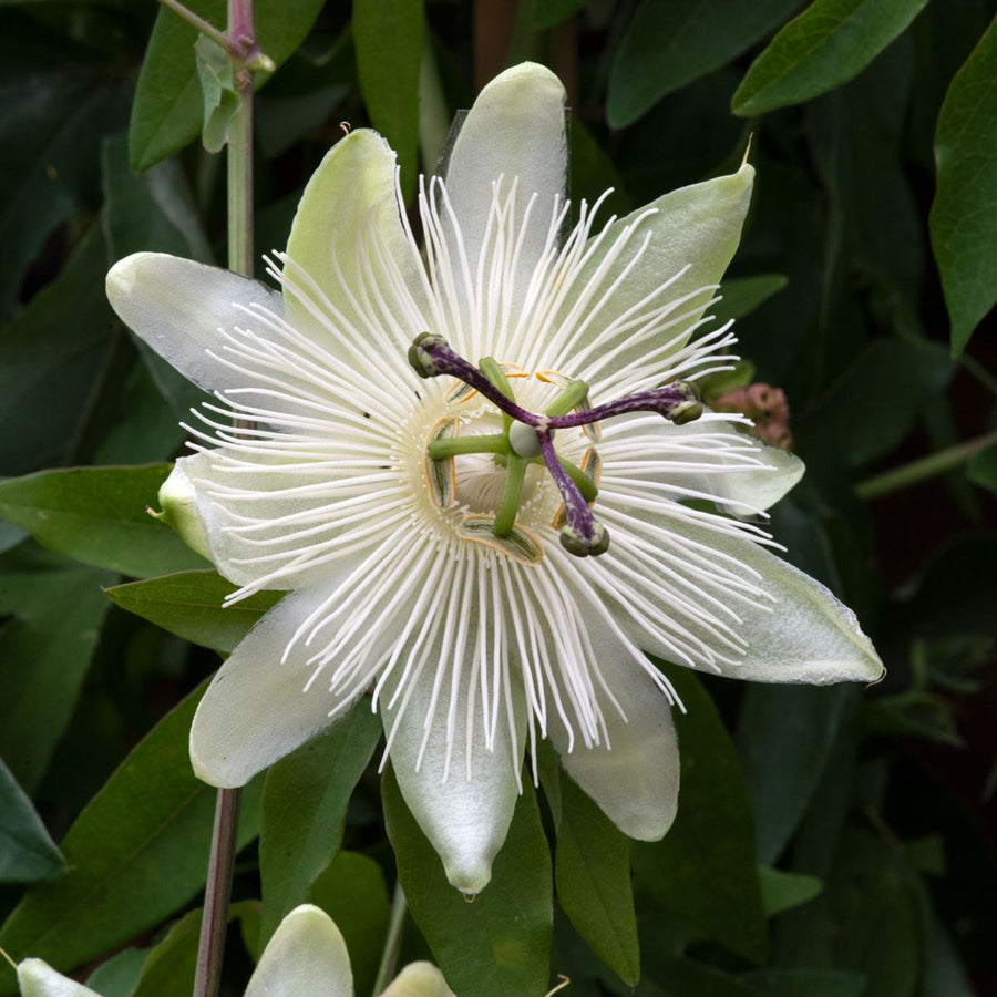 Passiflora 'Snow Queen' White Passion Flower  1