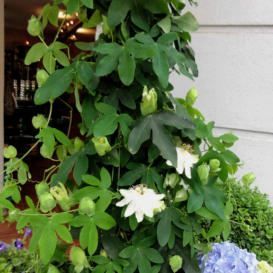 Passiflora 'Snow Queen' White Passion Flower  2