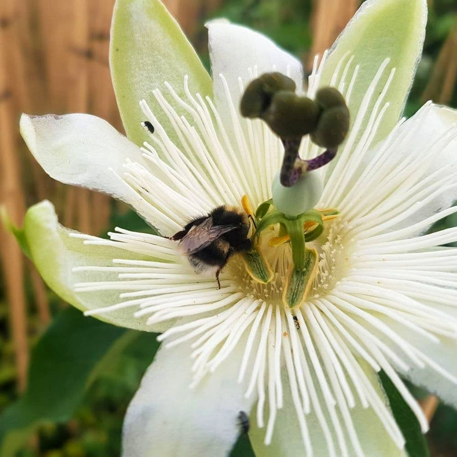 Passiflora 'Snow Queen' White Passion Flower  3