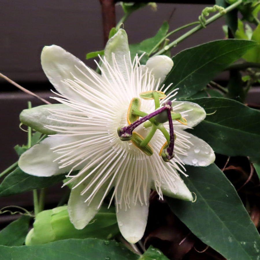 Passiflora 'Snow Queen' White Passion Flower  5