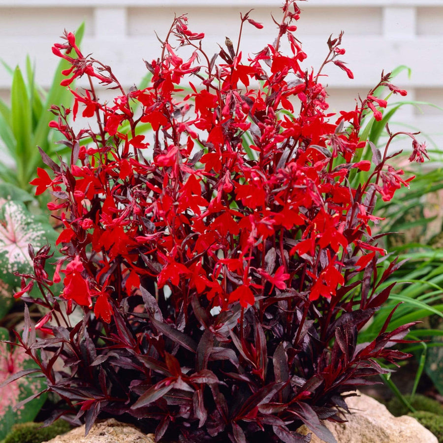 Lobelia Cardinalis Queen Victoria PB0217-3_1024x1024@2x 1