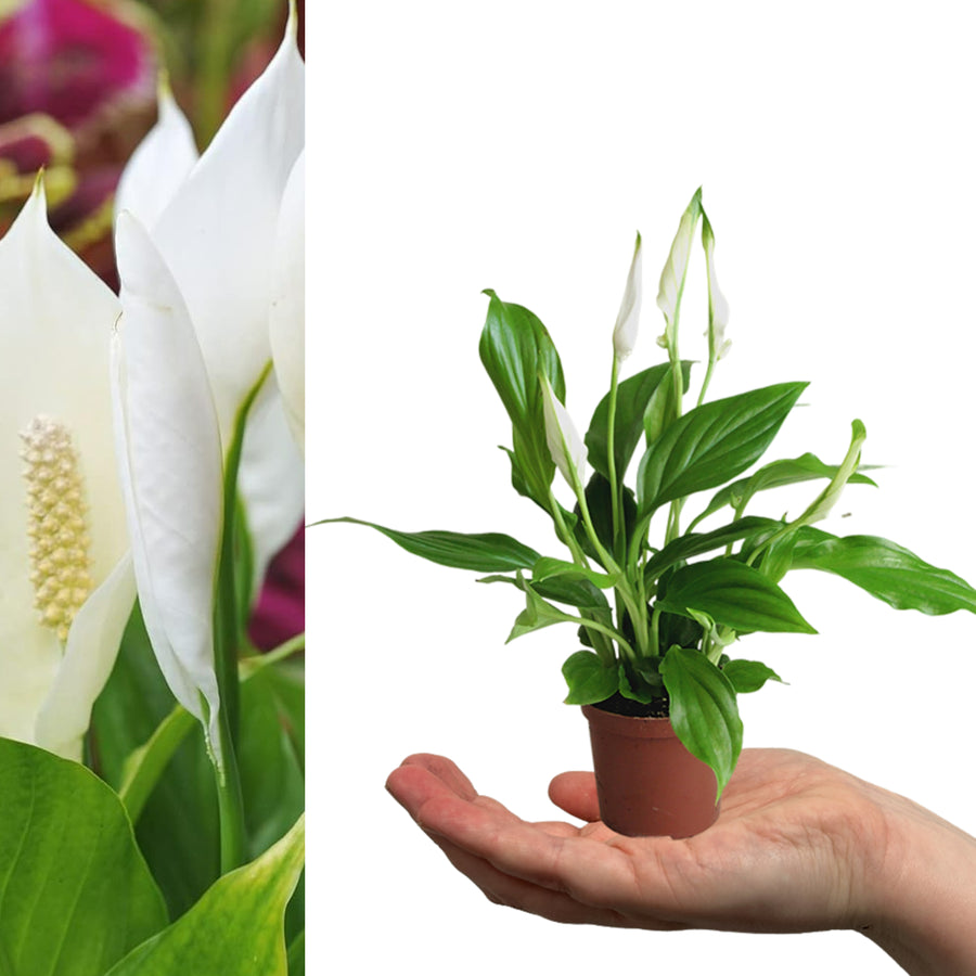 peace lily uk Peace Lily Plant