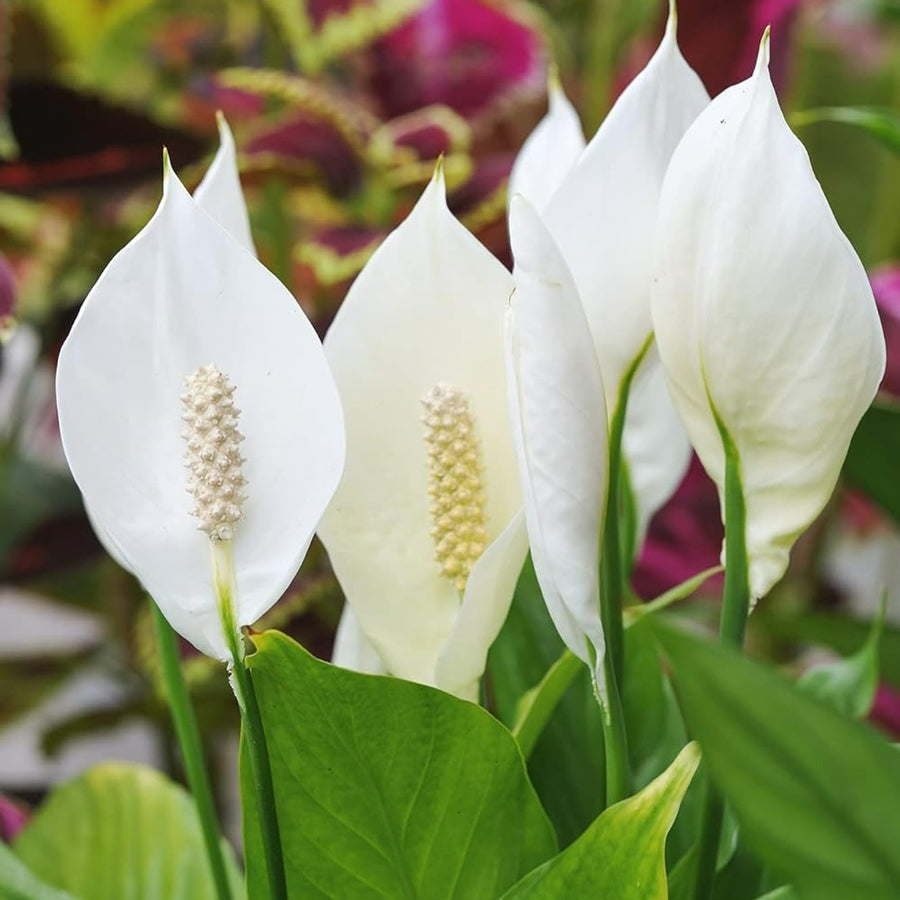 Peace Lily Plant close up of four peace lily white flower heads 1