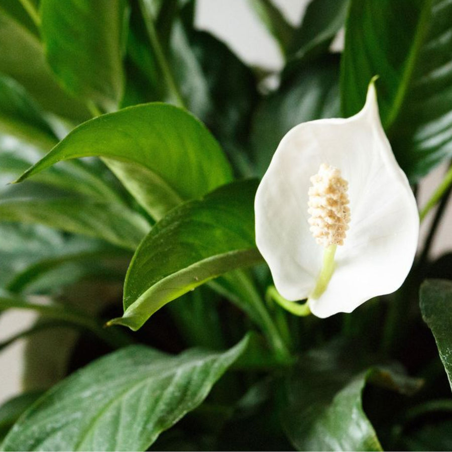 Peace Lily Plant close up of one peace lily white flower head and leaves 5
