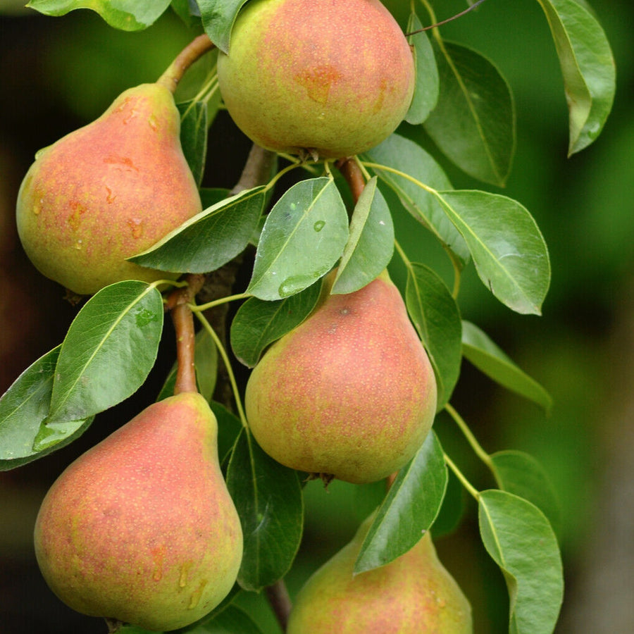 Pear Trees  1