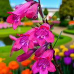 Penstemon Firebird Close-up of vibrant pink Penstemon Firebird flowers with tubular blooms, set against a colourful garden background with blurred pathways and flowerbeds. 2
