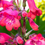 Penstemon Firebird Cluster of rich red-pink Penstemon Firebird flowers in full bloom, with fine hairs visible on the buds and stems, highlighted by bright daylight. 3