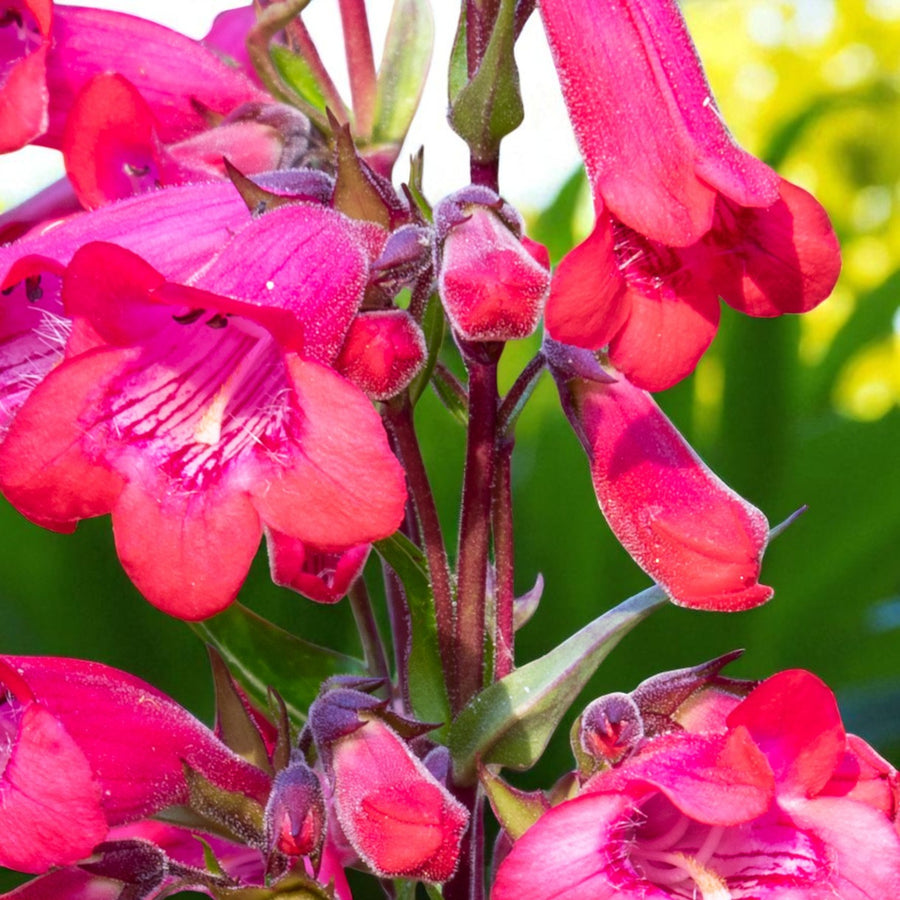 Penstemon Firebird Cluster of rich red-pink Penstemon Firebird flowers in full bloom, with fine hairs visible on the buds and stems, highlighted by bright daylight. 3
