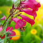 Penstemon Firebird Bumblebee feeding from a vivid pink Penstemon Firebird flower in a summer garden, surrounded by a cheerful blur of yellow and orange blooms. 1