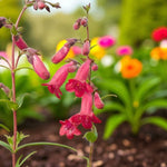 Penstemon Firebird Pair of Penstemon Firebird plants in bloom, growing in a garden bed with a backdrop of colourful primulas and lush greenery. 4