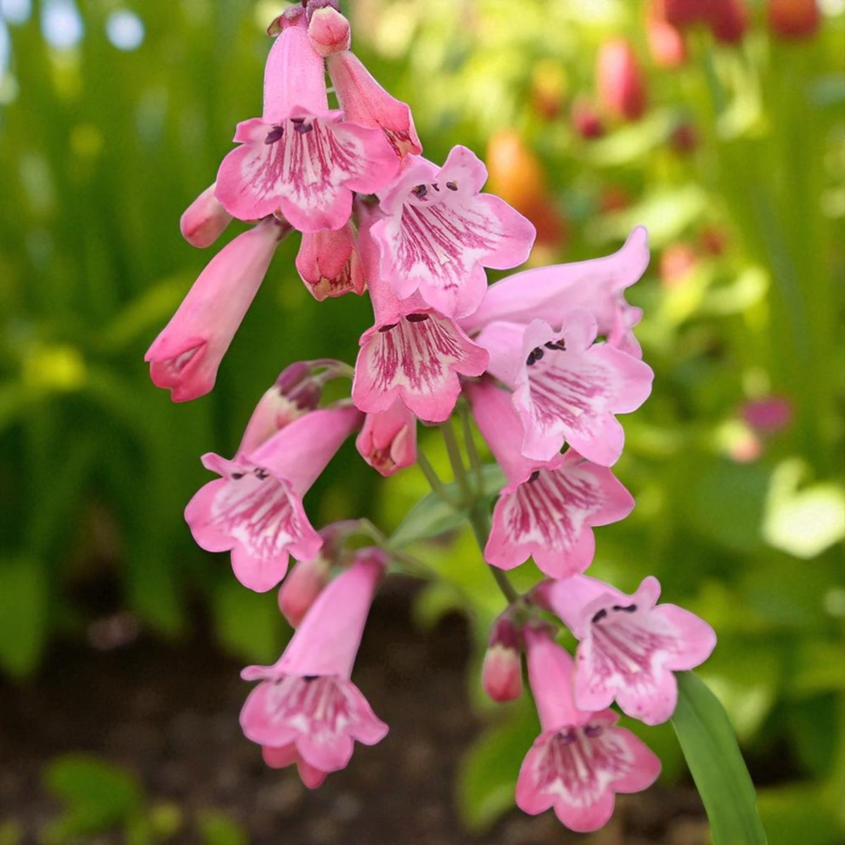 Penstemon Hidcote Cluster of soft pink penstemon hidcote flowers with darker pink throat markings, blooming in a sunny garden. 1
