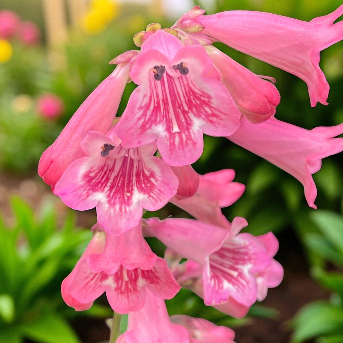 Penstemon Hidcote Close-up of two-toned pink penstemon hidcote flowers showing detail of the veined throat and curved tubular shape. 2