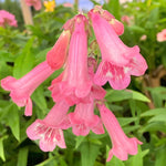 Penstemon Hidcote Group of open and partially open pink penstemon flowers, soft in texture with lush green foliage behind. 3