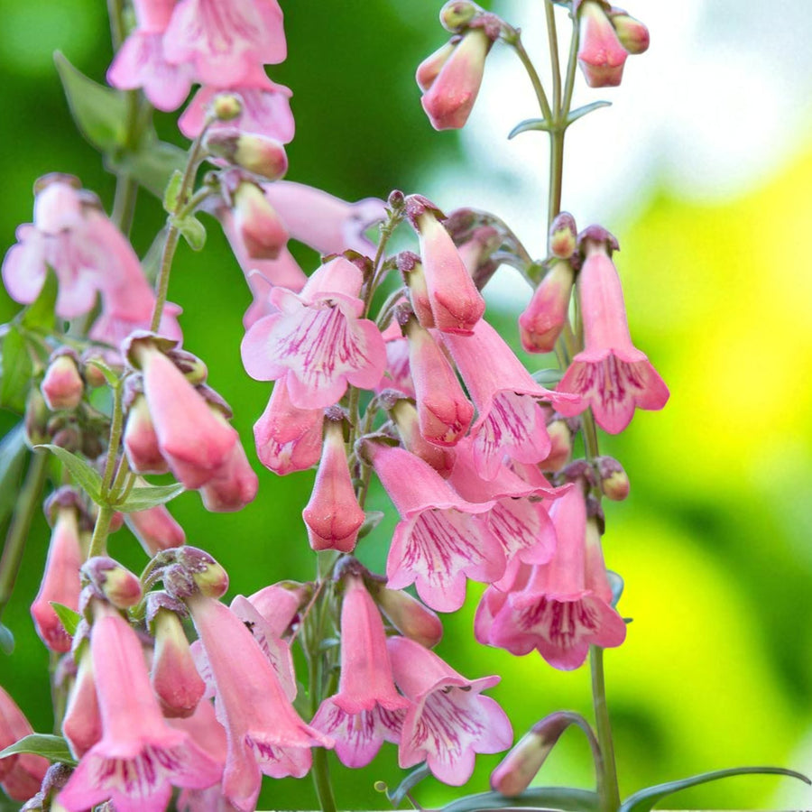 Penstemon Hidcote  Several stems of penstemon hidcote in full bloom, with pink bell-shaped flowers and a blurred yellow and green background. 4