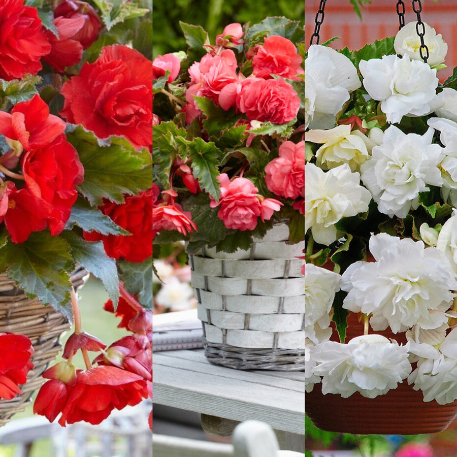 Begonia Pendula Trailing Mixed Tubers PENBEGMIX - pink white red pendula begonia summer flowering bulb - image1 1