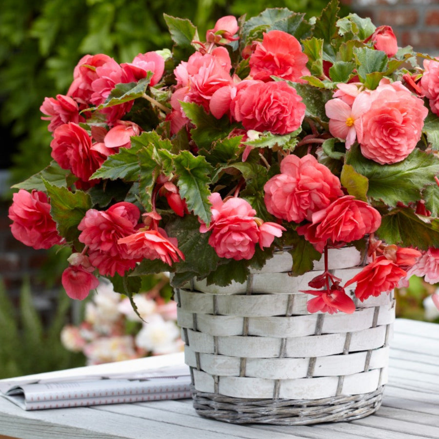 Begonia Pendula Trailing Mixed Tubers PENBEGMIX - pink white red pendula begonia summer flowering bulb - image2 2