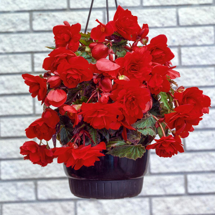 Begonia Pendula Trailing Mixed Tubers PENBEGMIX - pink white red pendula begonia summer flowering bulb - image4 4