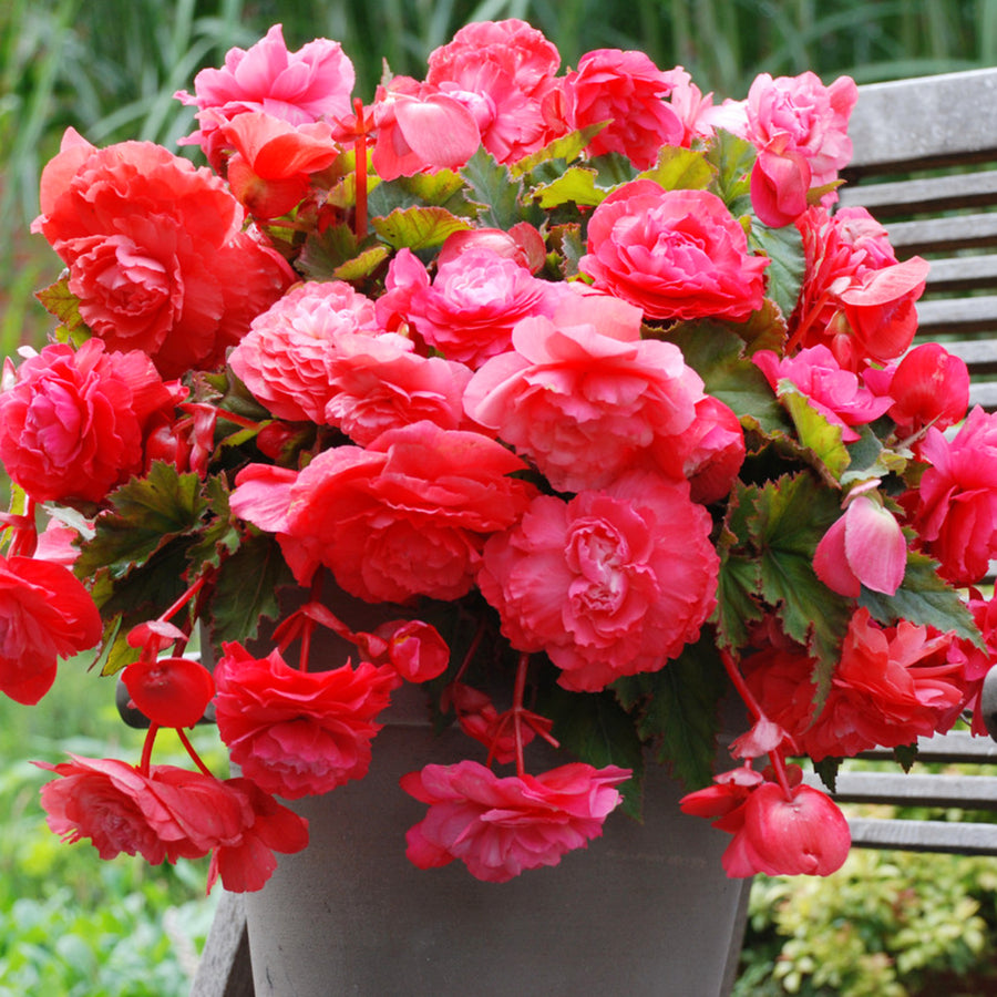 Begonia Pendula Pink Trailing Tubers PENBEGONIAPNK - pink pendula begonia summer flowering bulb - image2 2