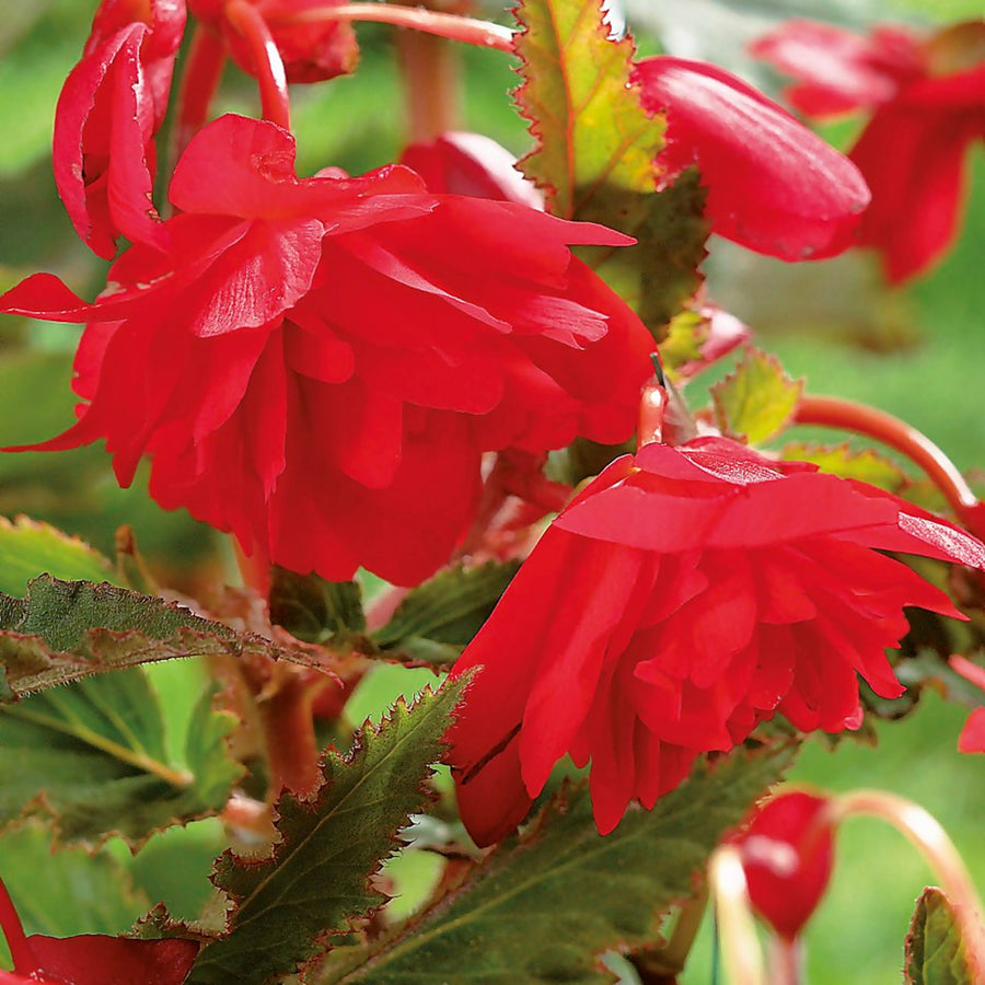 Begonia Pendula Trailing Tubers  4