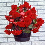 Begonia Pendula Red Trailing Tubers PENBEGONIARED - red pendula begonia summer flowering bulb - image2 2