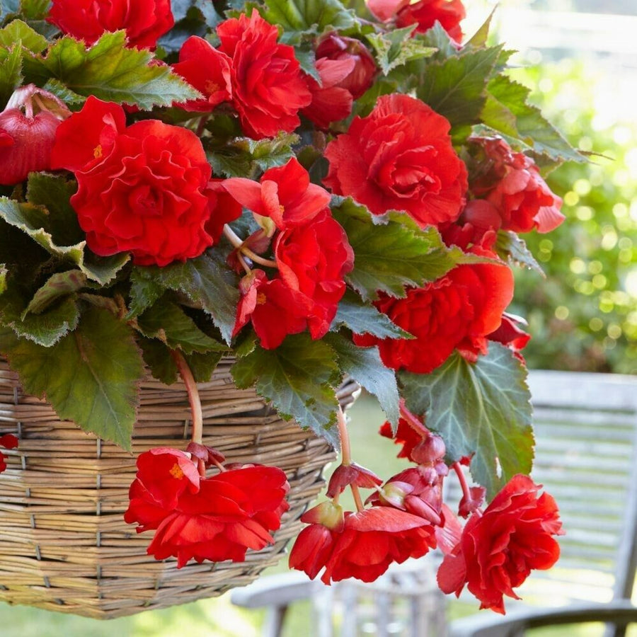 Begonia Pendula Red Trailing Tubers PENBEGONIARED - red pendula begonia summer flowering bulb - image4 4