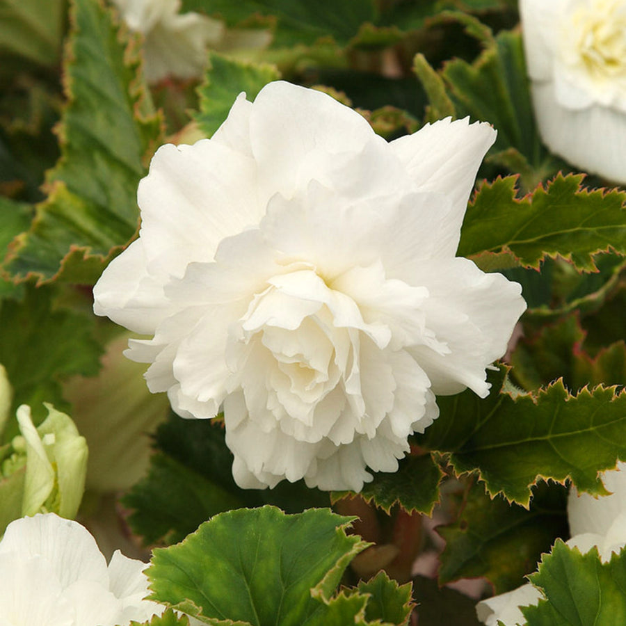 Begonia Pendula White Trailing Tubers PENBEGONIAWHT - white pendula begonia summer flowering bulb - image1 1