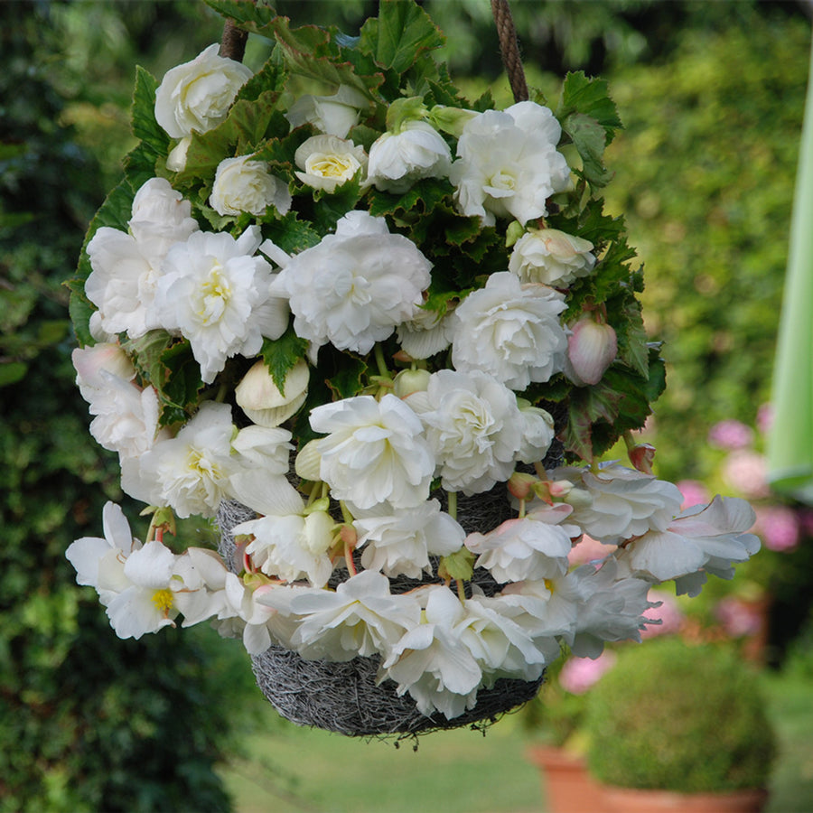 Begonia Pendula White Trailing Tubers PENBEGONIAWHT - white pendula begonia summer flowering bulb - image2 2