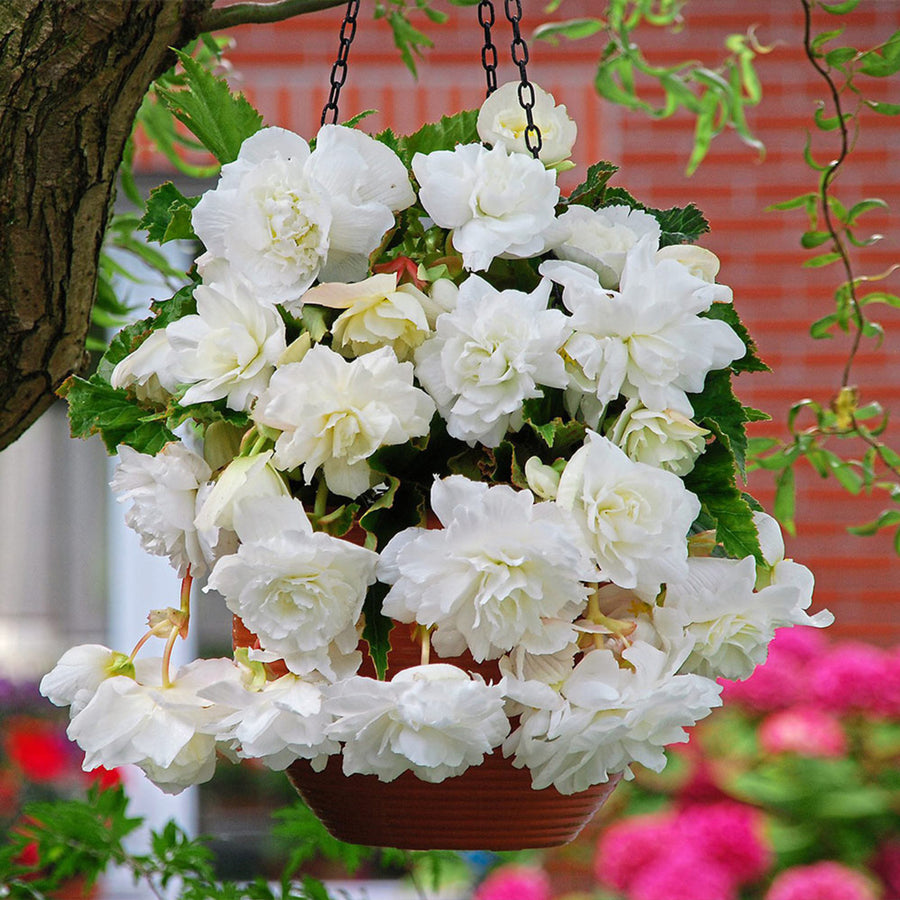 Begonia Pendula White Trailing Tubers PENBEGONIAWHT - white pendula begonia summer flowering bulb - image4 4