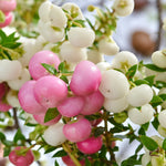 Gaultheria Prickly Heath  3