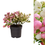 Gaultheria Prickly Heath  2