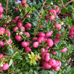 Gaultheria Prickly Heath  4
