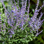 Perovskia Atriplicifolia Bluesette  6