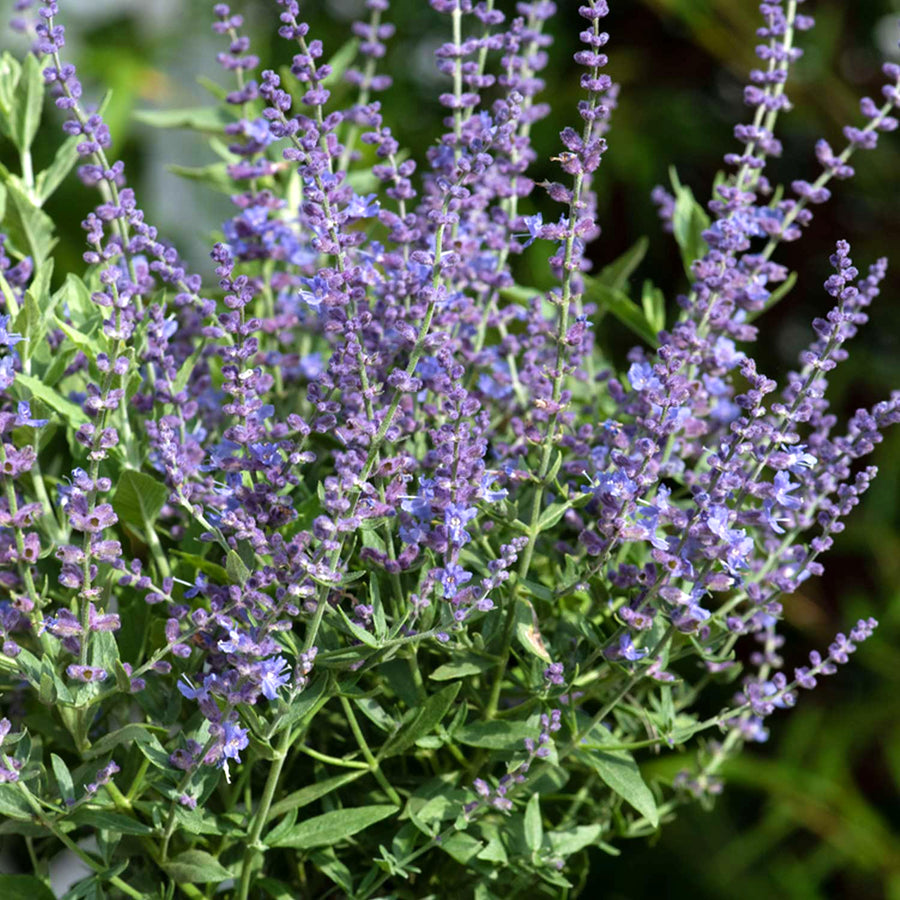 Perovskia Atriplicifolia Bluesette  6