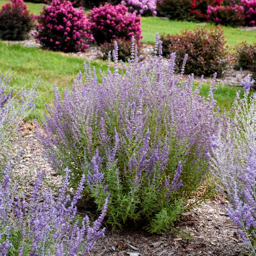 Perovskia Atriplicifolia Bluesette  1
