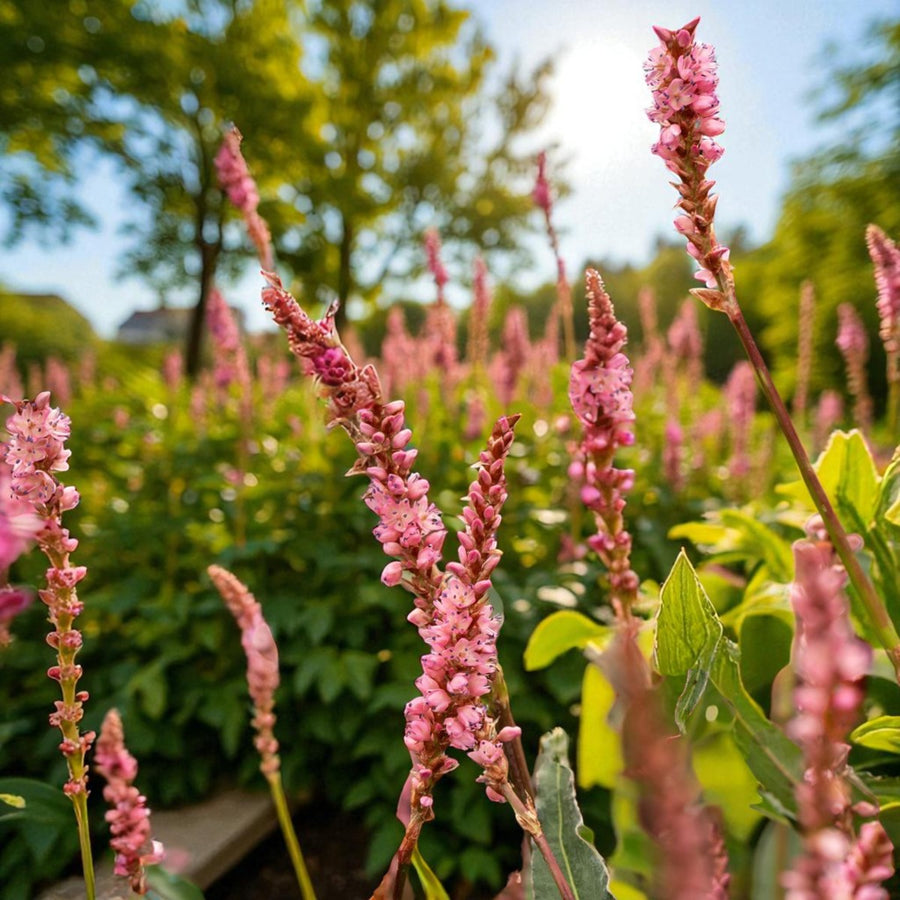 Persicaria Amplexicaulis Pink Elephant  1