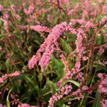 Persicaria Amplexicaulis Pink Elephant  2