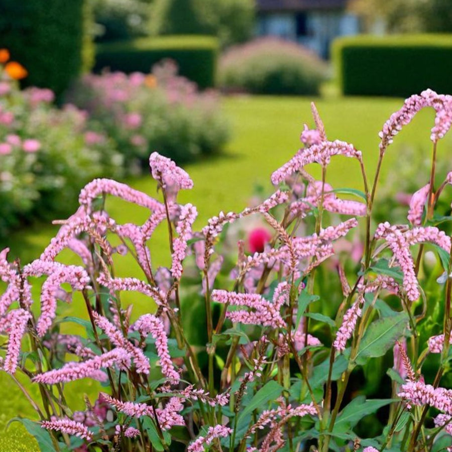 Persicaria Amplexicaulis Pink Elephant  3