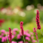 Persicaria Fat Domino Bare Root  4