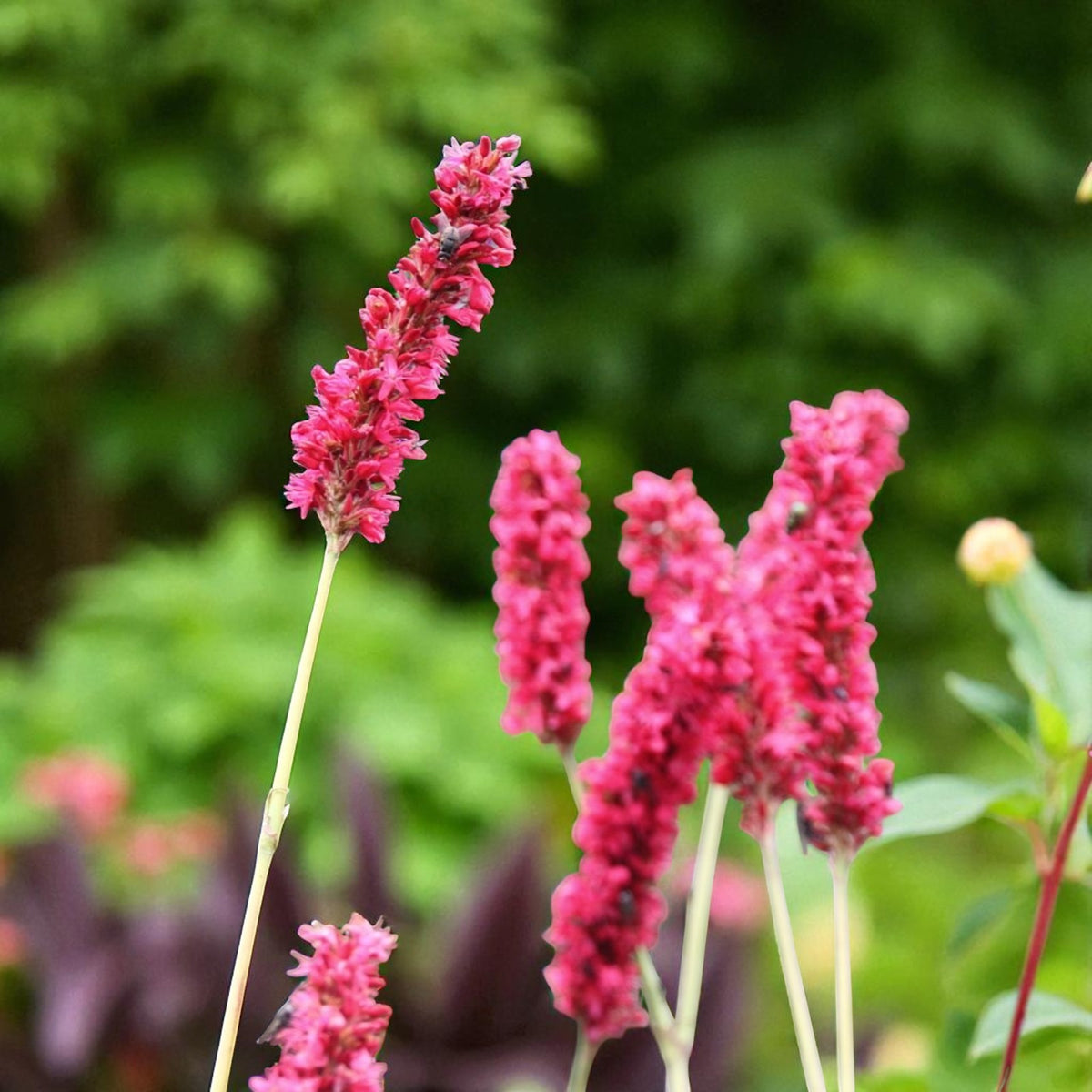 Persicaria Fat Domino Bare Root  2