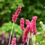 Persicaria Fat Domino Bare Root  2