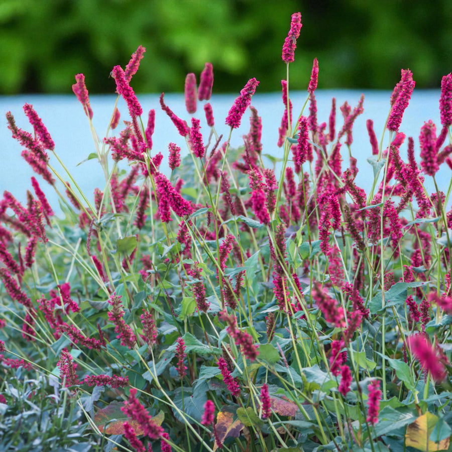 Persicaria Fat Domino Bare Root  3