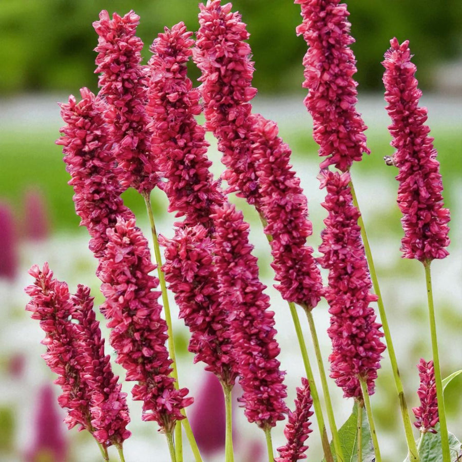 Persicaria Fat Domino Bare Root  1