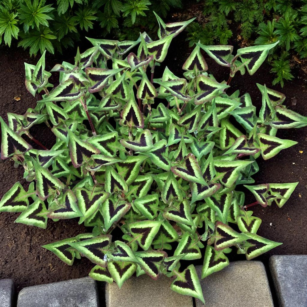 Persicaria Purple Fantasy Bare Root  4